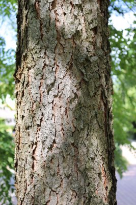 Gymnocladus dioicus, canadensis - nahovětvec dvoudomý, kanadský - borka